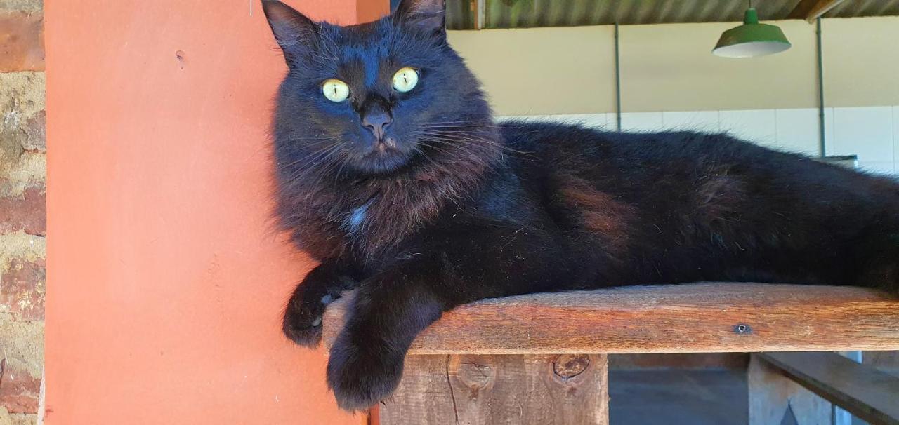 Loft No Campo Proximo Ao Vale Dos Vinhedos Villa Garibaldi Eksteriør bilde
